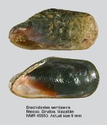 Brachidontes semilaevis